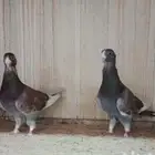 جوزين بلق (حمام شامي)