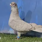 جوز قرقاطي ناعم مدلل