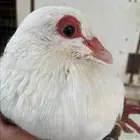 جوز راعبي منتج