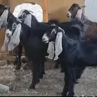 تيوس مخاصي للبيع