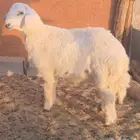 للبيع خروف حري له 5 شهور او تنقص 5 أيام