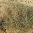 بذور شبرم رعوي