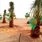 نخل للبيع مثمر اخلاص سكري صقعي نخل واشنطني زينه