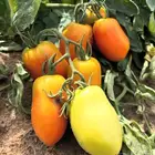 استصلاح وتأسيس مزارع واشراف على المزارع