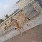 الخرج