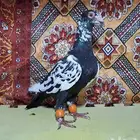للبيع جوز كشميري
