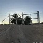 شبوك مزرع ونخيل عربي و شنطونيا