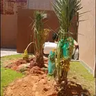 نخل مثمر للبيع مجدول صقعي اخلاص سكري برحي مسكاني