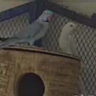 جوز درة بفروخه