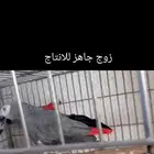 زوج كاسكو جاهز للإنتاج تم البيع