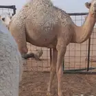 للبيع قعود قصب سمين وسليم شرط وعلفه نظيف عمره 9 شهور الموقع