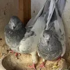 جوز سليتي تم اللبيع تم اللبيع تم اللبيع