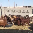 معزا 27بالقريات