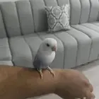 جوز روز