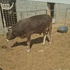 عجل الماني مشروع فحل