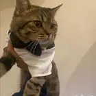 قط للتبني