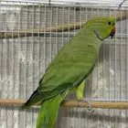 ذكر دره هندي