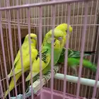 ببغاء البادجي وزوج بادجي