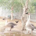 جوز وز عراقي اصيل للبيع