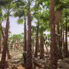 مقاول نخيل