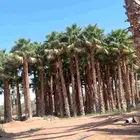 نخل واشنطن وعربي مثمر جميع المقاسات متوفره يوجد توصيل لجميع