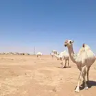 ضرايب حلوات مشروطات وبيعهن متيسر