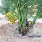 متوفر فسايل مثمره جميع انواع