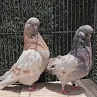 اجواز لونق كلين مستوى ممتاز