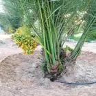 ابو ياسر لجميع انواع النخيل وشغل الشبوك توريد جميع انى الممل