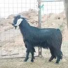 تيوس فحول فاخره