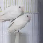 روز البينو