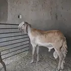 فحل سواكني سدس مشروط جرم وجبار