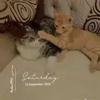 قطط للبيع الاثنين ذكور