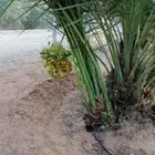 ابو ياسر لجميع انواع النخيل وشغل الشبوك لتوصيل جميع أنحاء ال