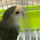 عصفور الروز
