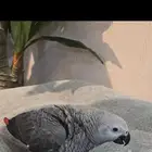 مفقود كاسكو