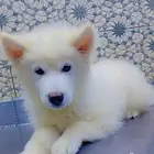 كلب سامويد بيور