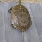 سلحفاة البيع المبلغ مية ريال