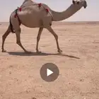 لقحه شقحا طيبه