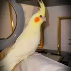 كروان مفطوم هدد
