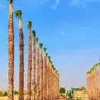 نخيل واشنطن ونخل عربي