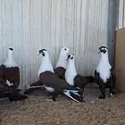 حمام لبناني (شخشرلي)