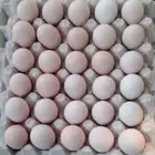 بيض كوشن قزمي امركي