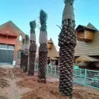 نقوم بتوريدوزرعه جميع انواع النخيل والزيتون