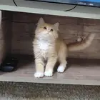 قطة صغيرة اورنج