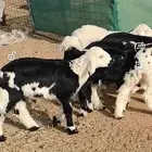 بهم نجد تربيه 7 طليان