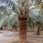 اعمال