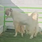 فحل مشروك ابيض كريمي ابرص فاخر من الآخر شرط القريع الحار