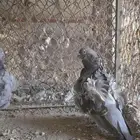 حمام كشكشي اوفر طرفين وطرف