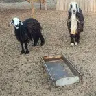 للبيع كبش ونعجة